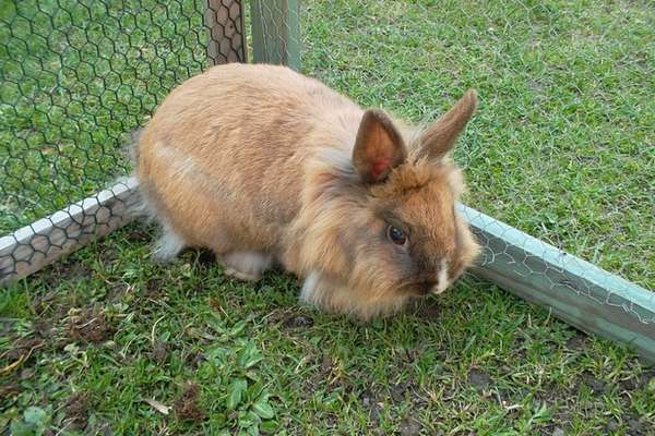 A lionhead rabbit in the meadow