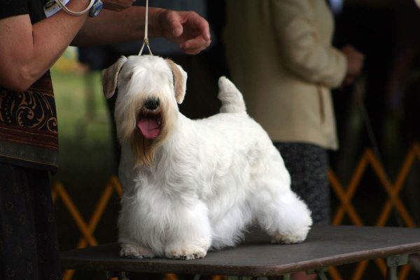 Sealyham terrier on dog show