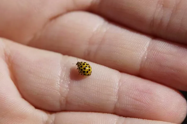 yellow ladybug on a hand
