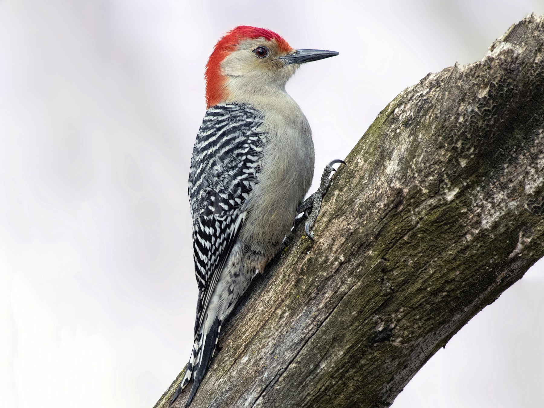 Red-bellied Woodpecker - eBird
