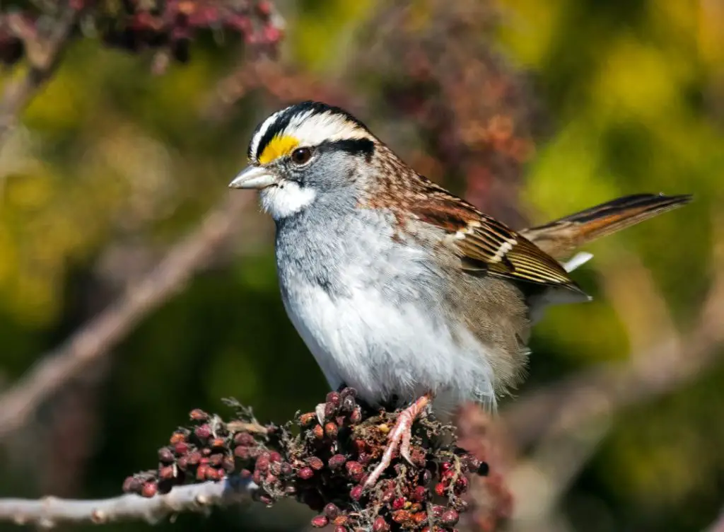 White-throated Sparrow Photos