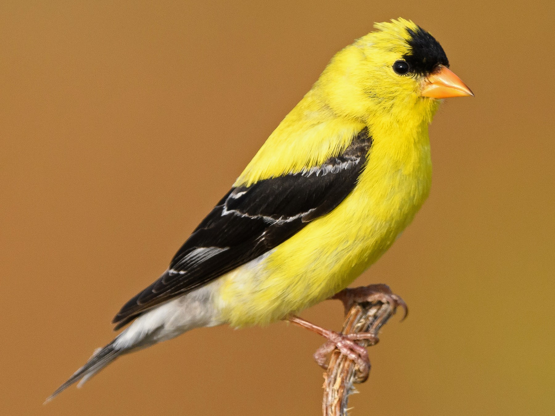 American Goldfinch - eBird