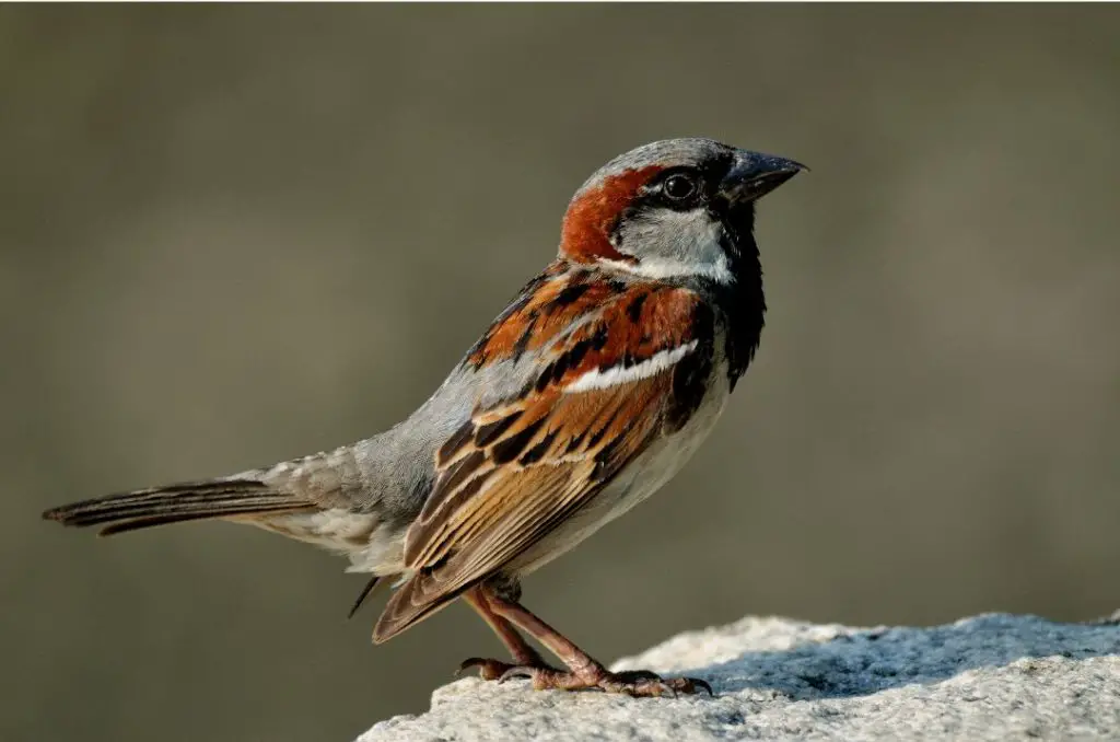 American Tree Sparrow Photos