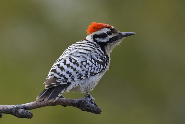 Ladder-backed Woodpecker - eBird