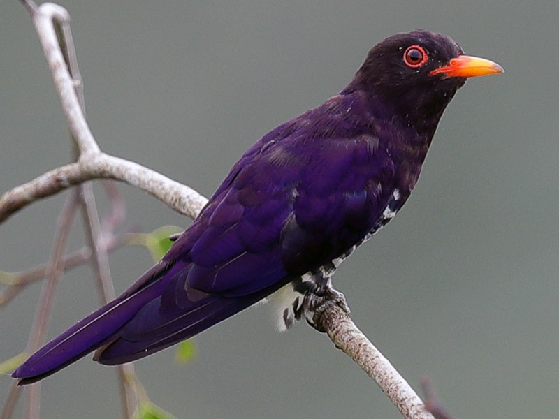 Coucou violet - eBird