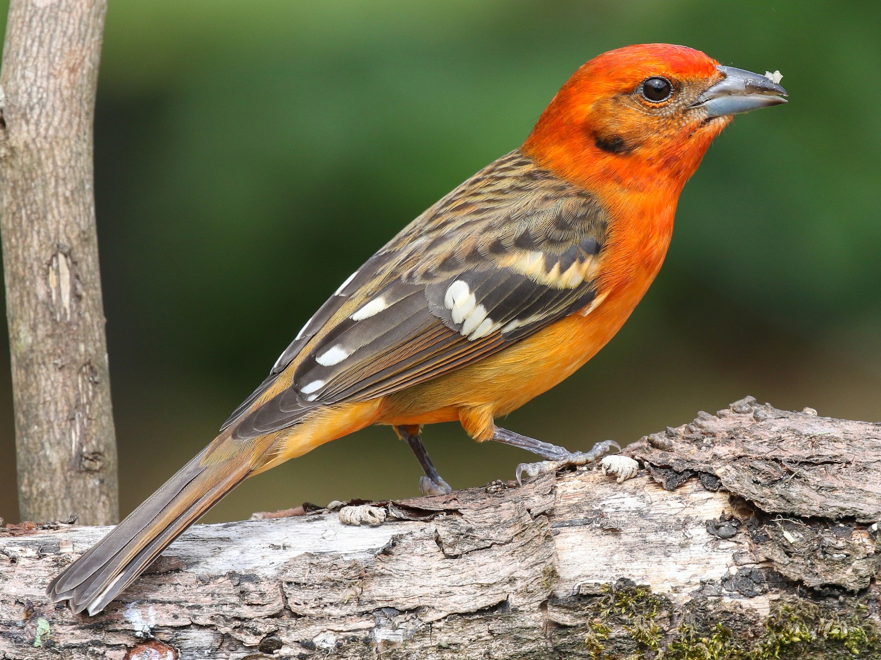 Flame-colored Tanager - eBird