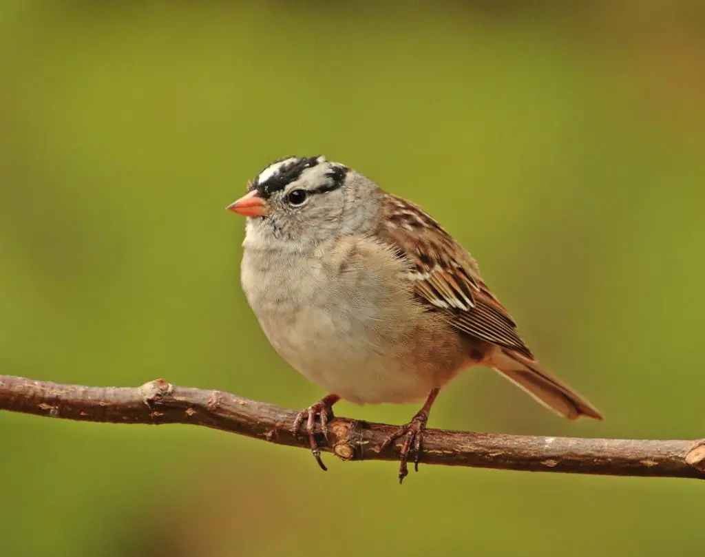 White-crowned Sparrow Photos