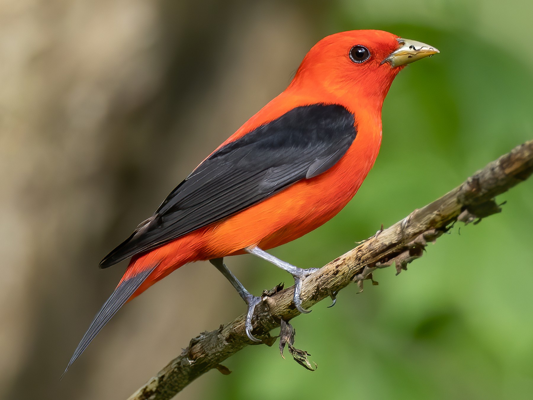 Scarlet Tanager - eBird