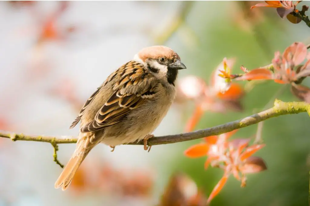 Eurasian Tree Sparrow Photos