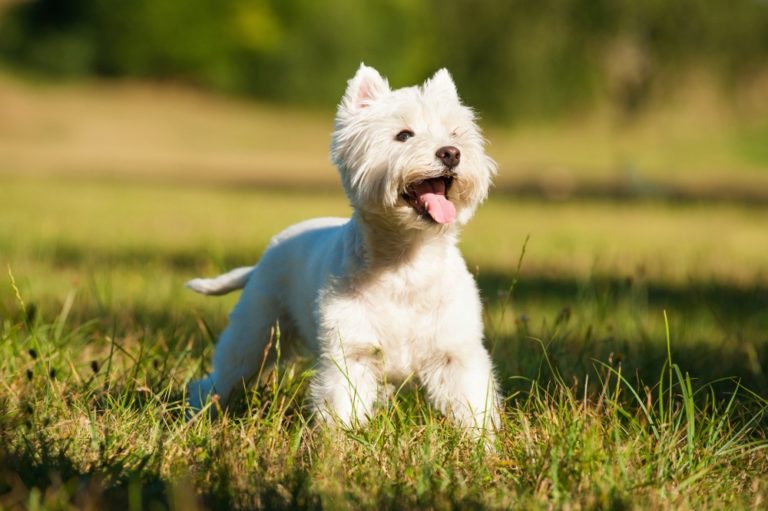 12 races de chiens aux oreilles pointues (avec photos)