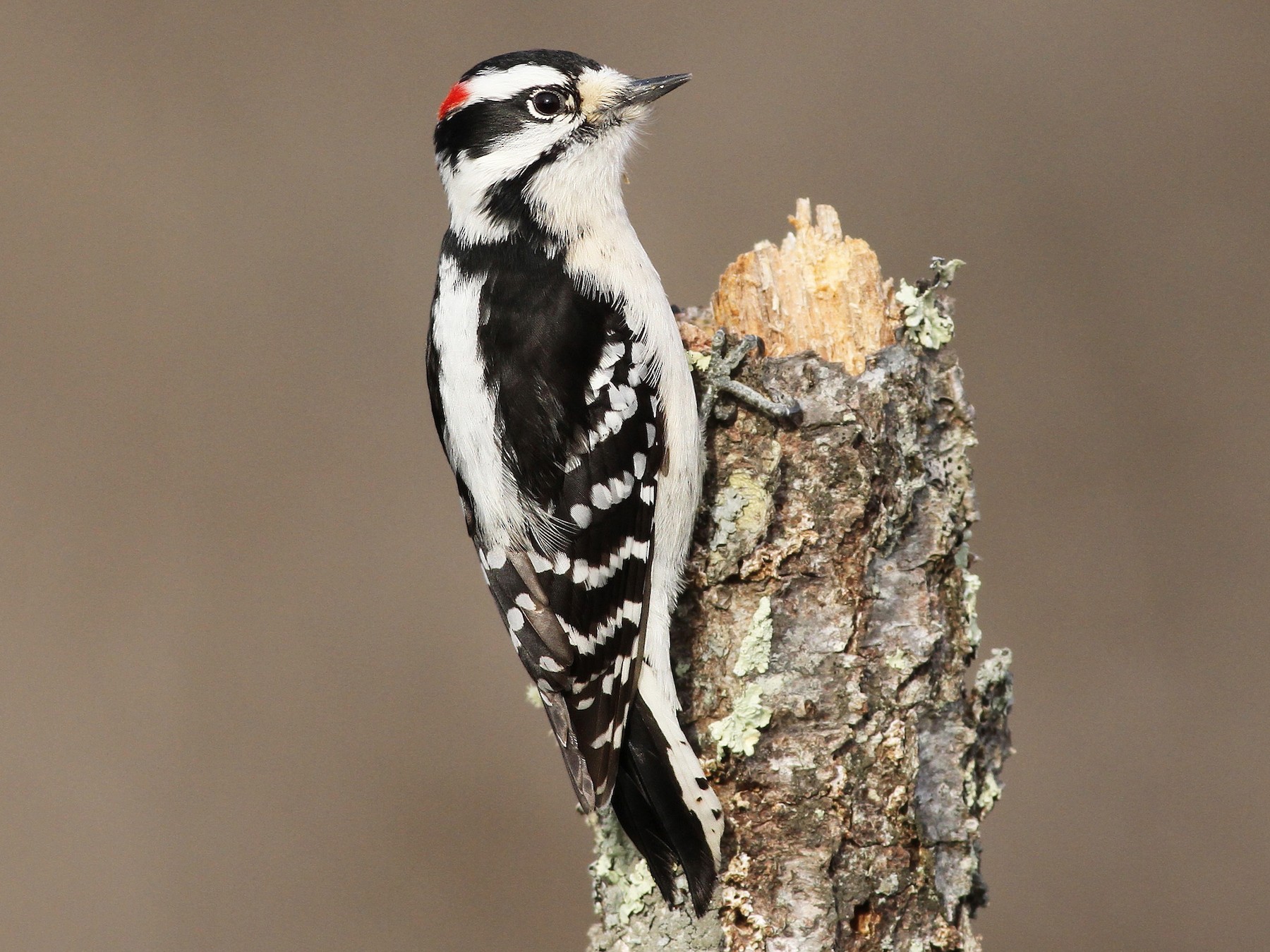 Downy woodpecker - eBird