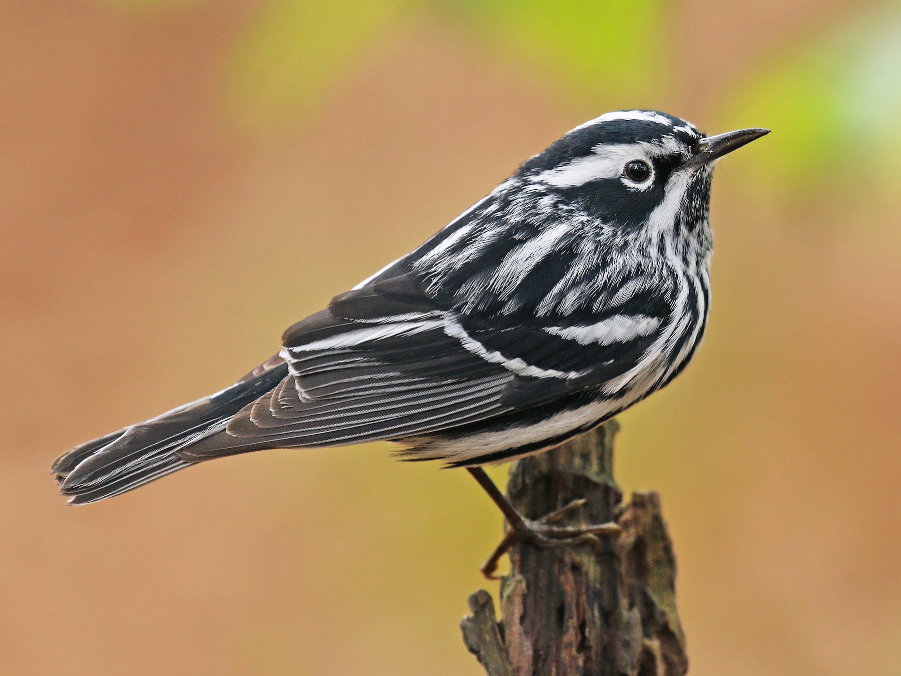 Black-and-white Warbler - eBird