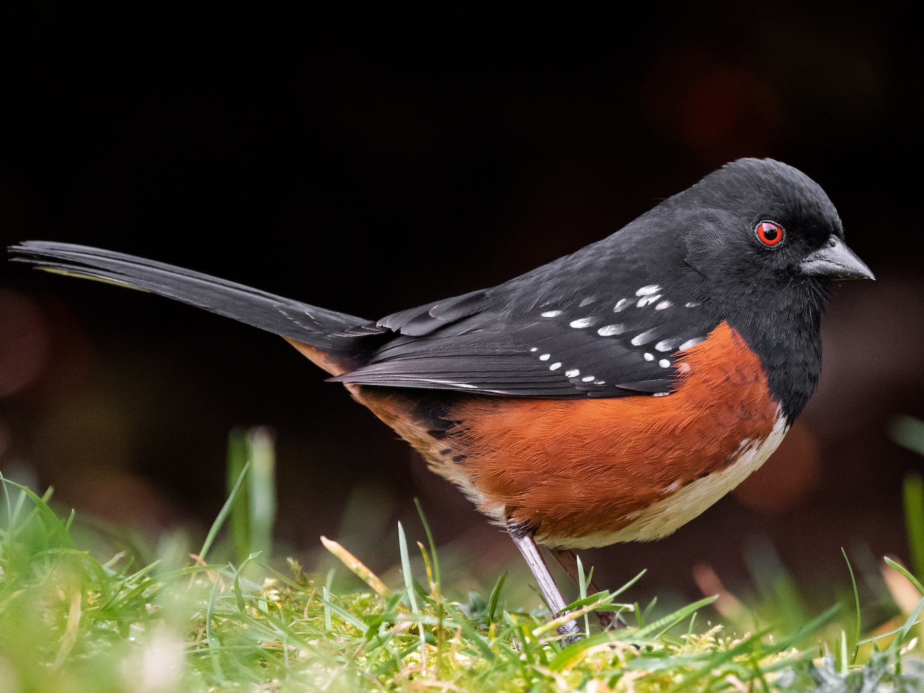 Spotted Towhee - eBird