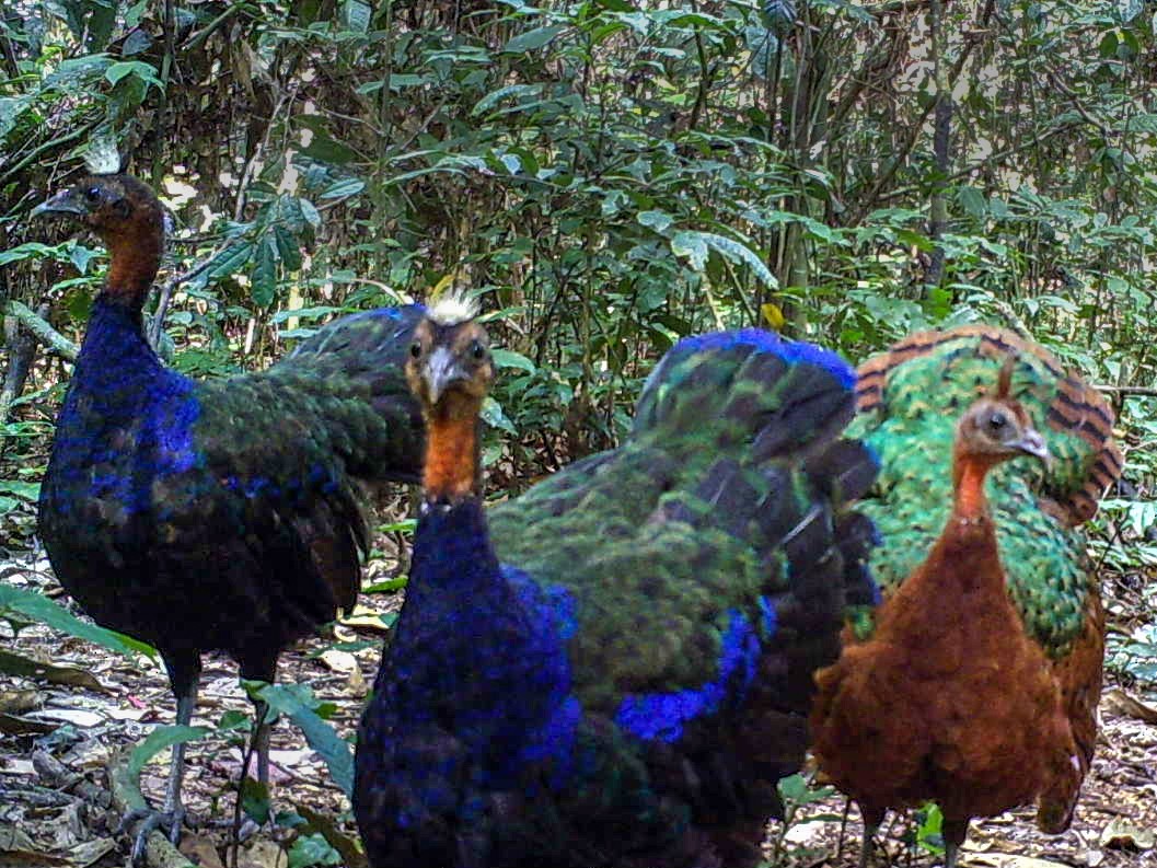 Congo Peacock - eBird