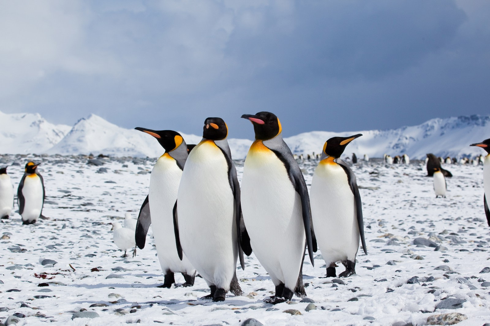 Pingouin - Faits, photos et plus sur le Pingouin.