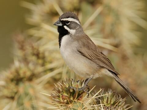 Black-throated Sparrow Identification, All About Birds, Cornell Lab of  Ornithology