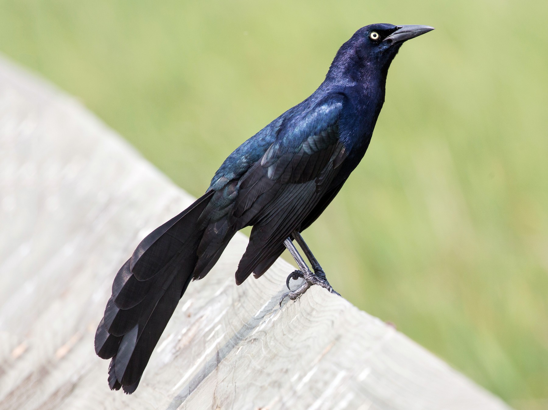Great-tailed Grackle - eBird