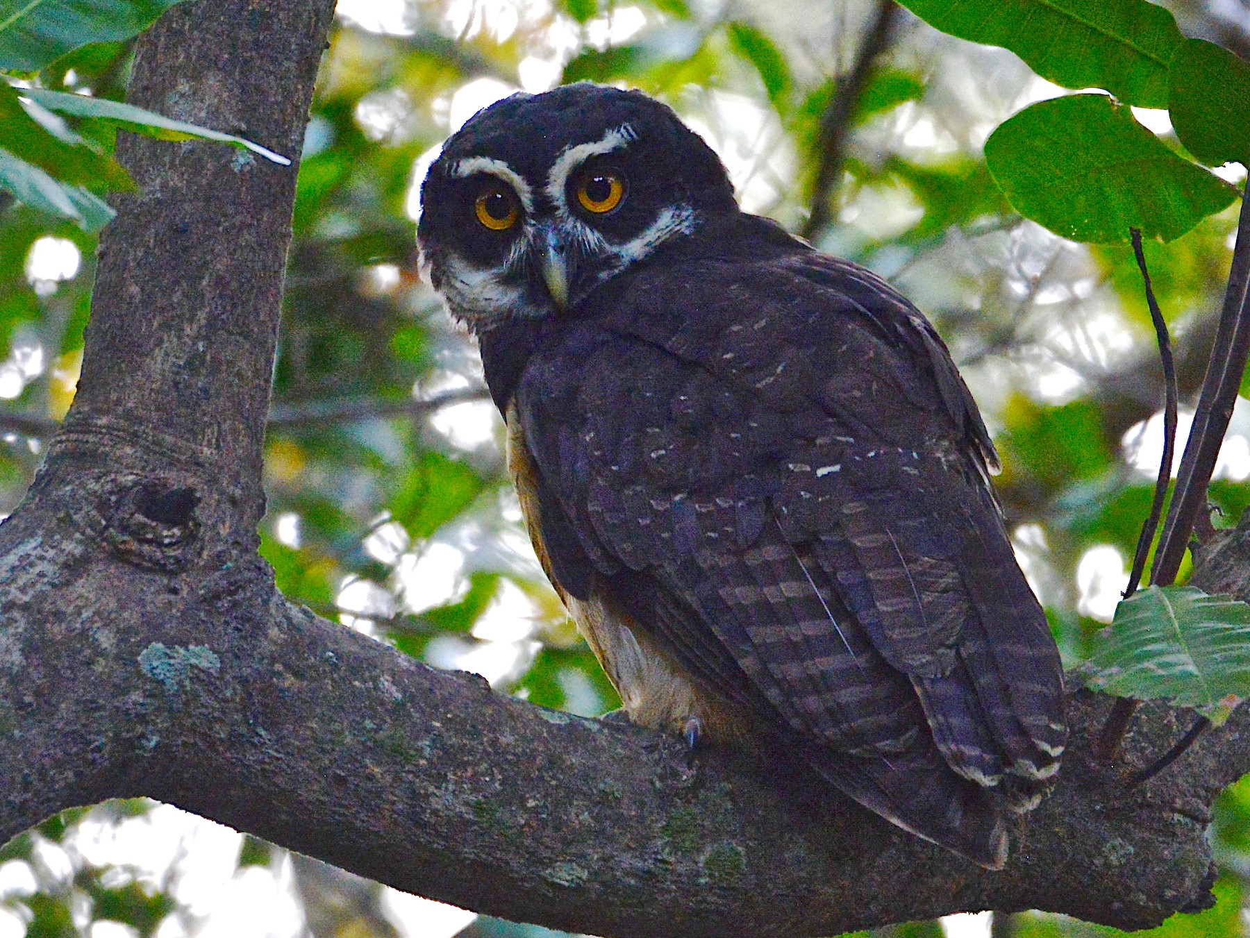 Spectacled Owl - eBird