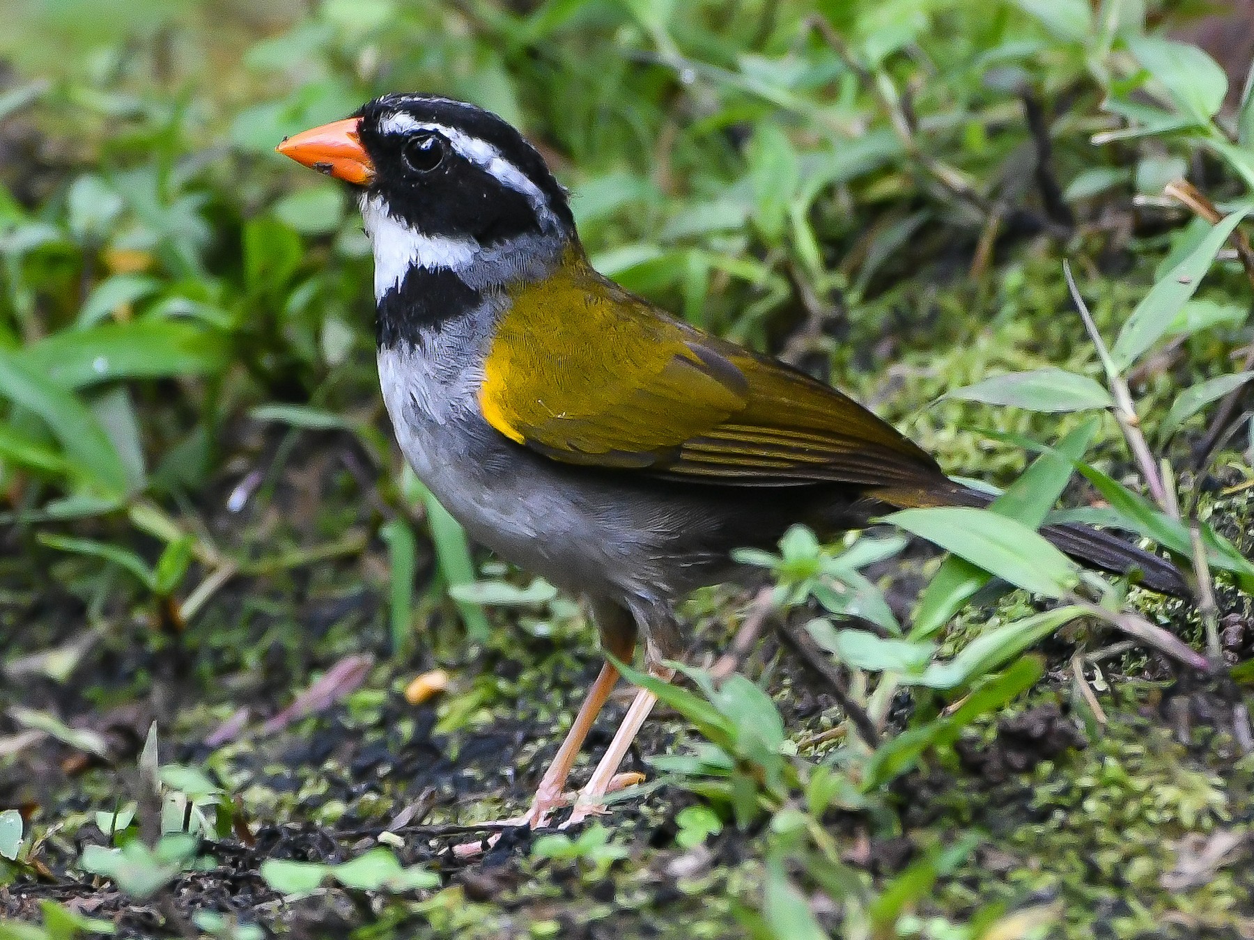 Orange-billed Sparrow - eBird