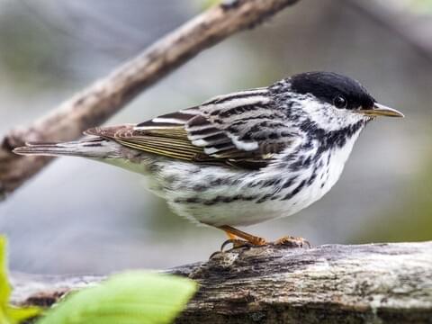 Blackpoll Warbler Overview, All About Birds, Cornell Lab of Ornithology
