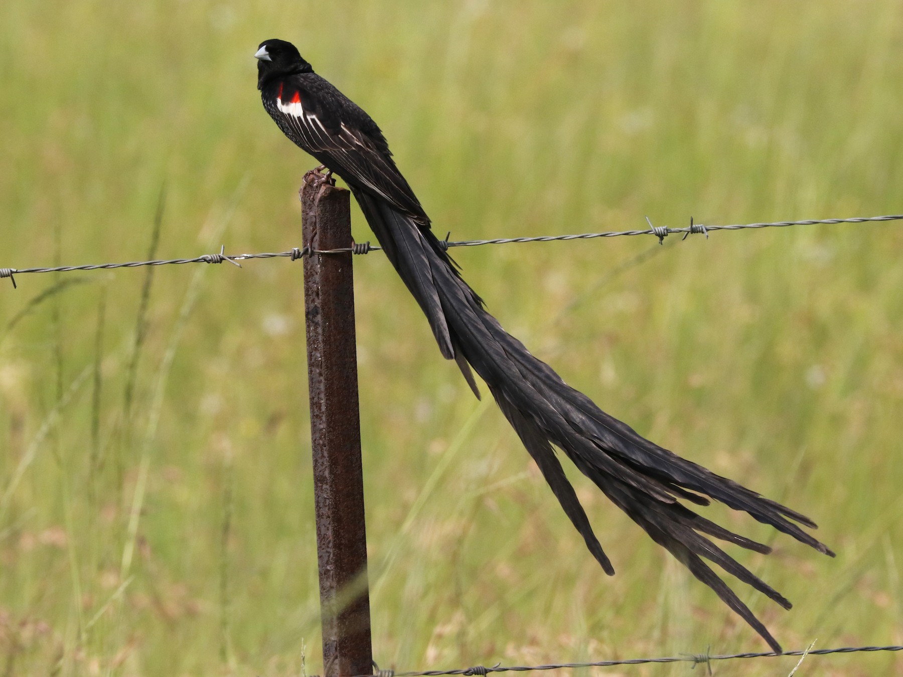 Long-tailed Widowbird - eBird