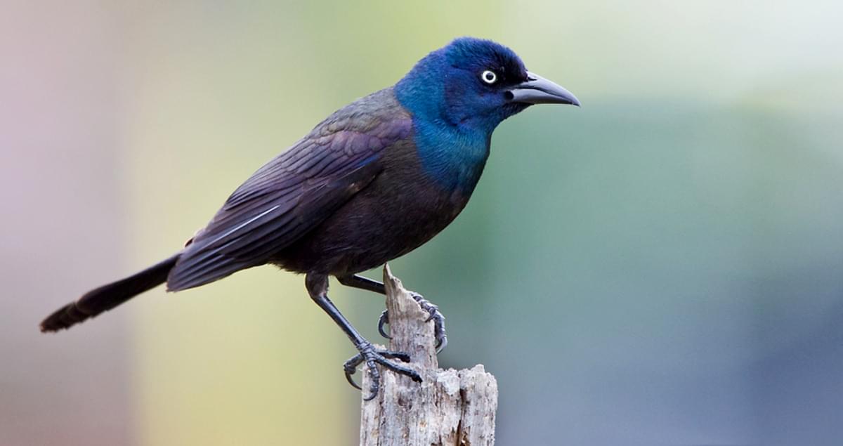 Common Grackle Overview, All About Birds, Cornell Lab of Ornithology