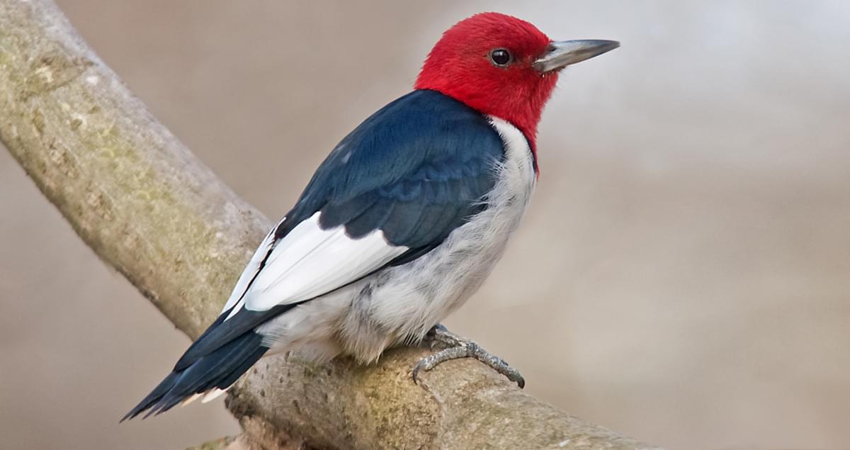 Red-headed Woodpecker Life History, All About Birds, Cornell Lab of  Ornithology