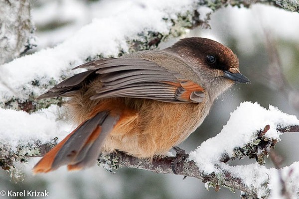 Geai de Sibérie (Perisoreus infaustus) - Guide des oiseaux de BirdID - Université du Nord - Birdid