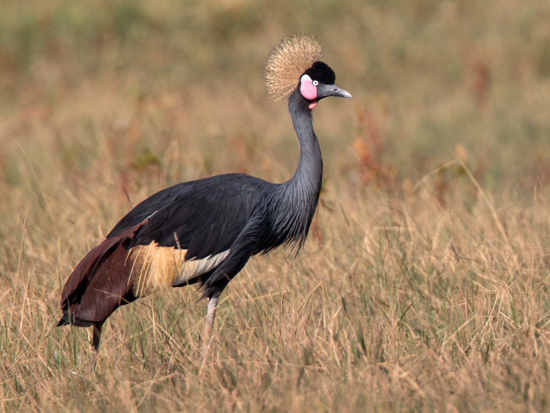 Black Crowned-Crane - eBird