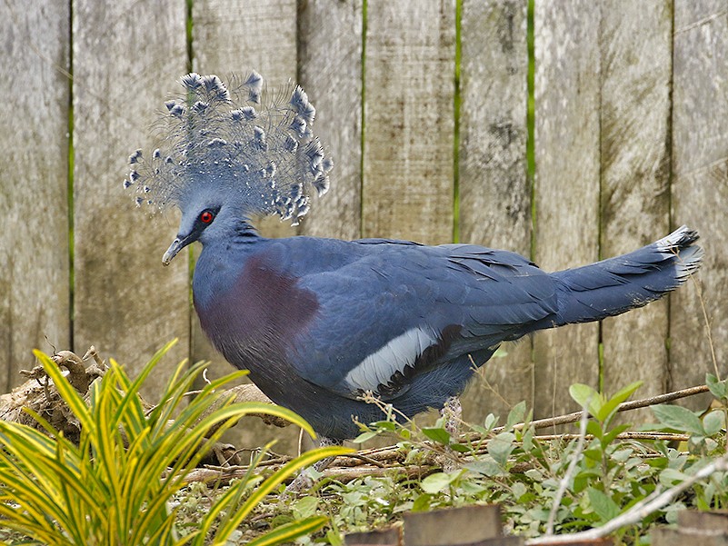 Victoria Crowned-Pigeon - eBird