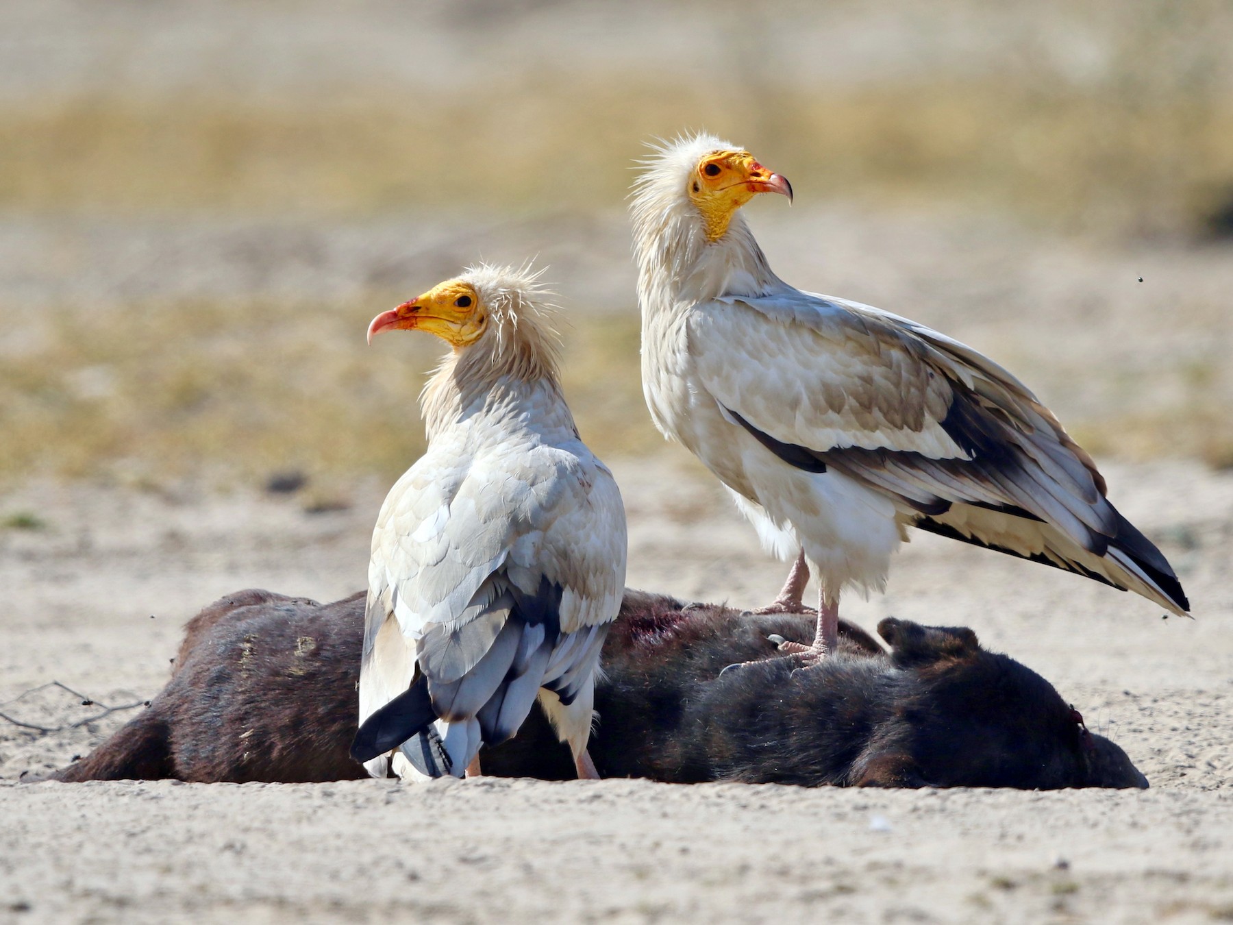 Egyptian Vulture - eBird