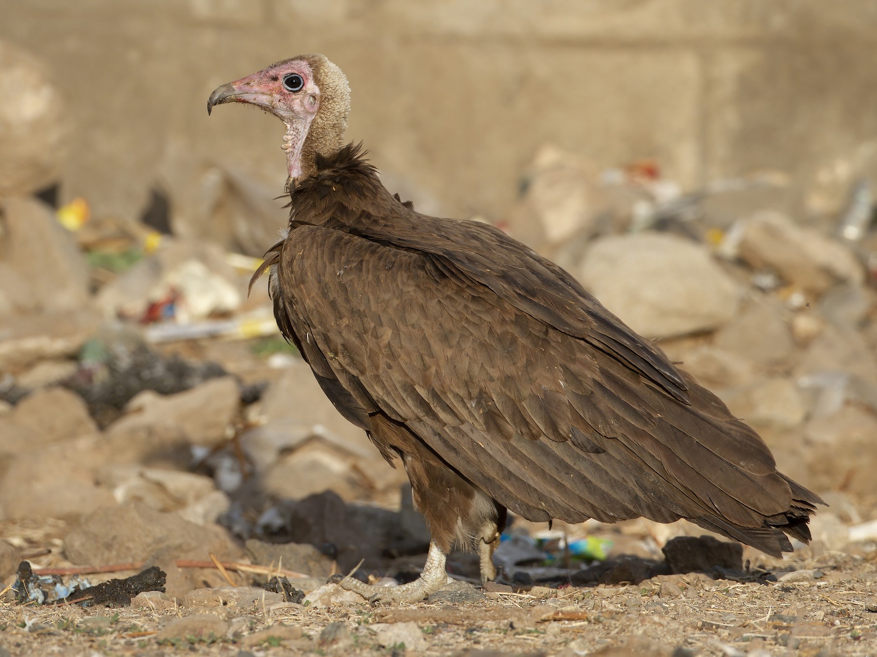 Hooded Vulture - eBird