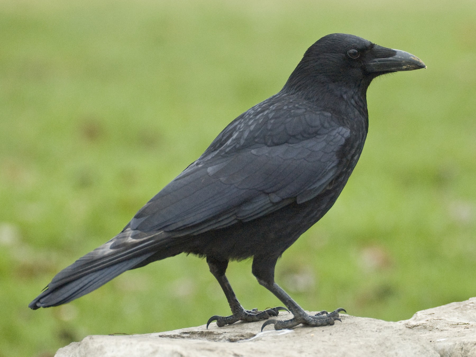 Carrion Crow - eBird