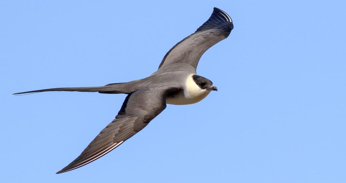 Long-tailed Jaeger Overview, All About Birds, Cornell Lab of Ornithology
