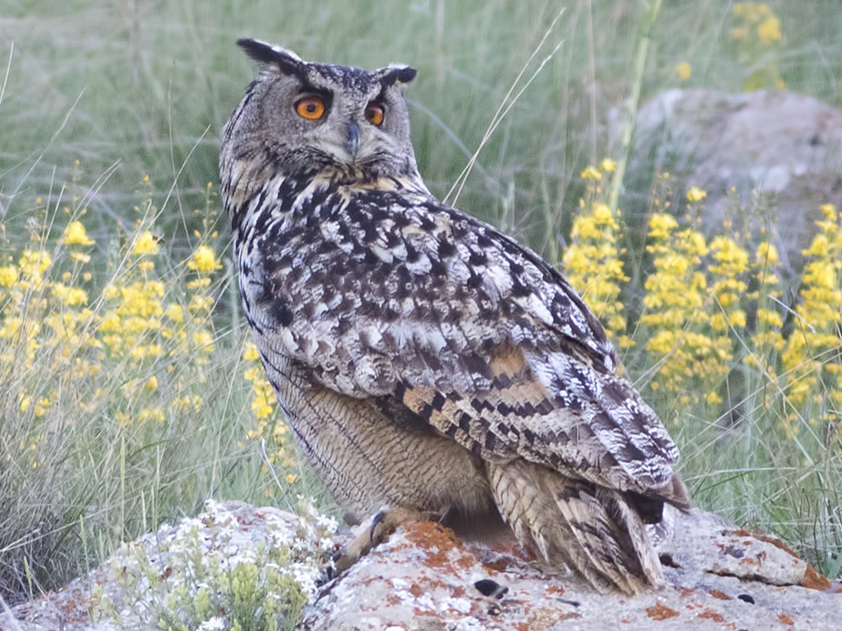 Eurasian Eagle-Owl - eBird