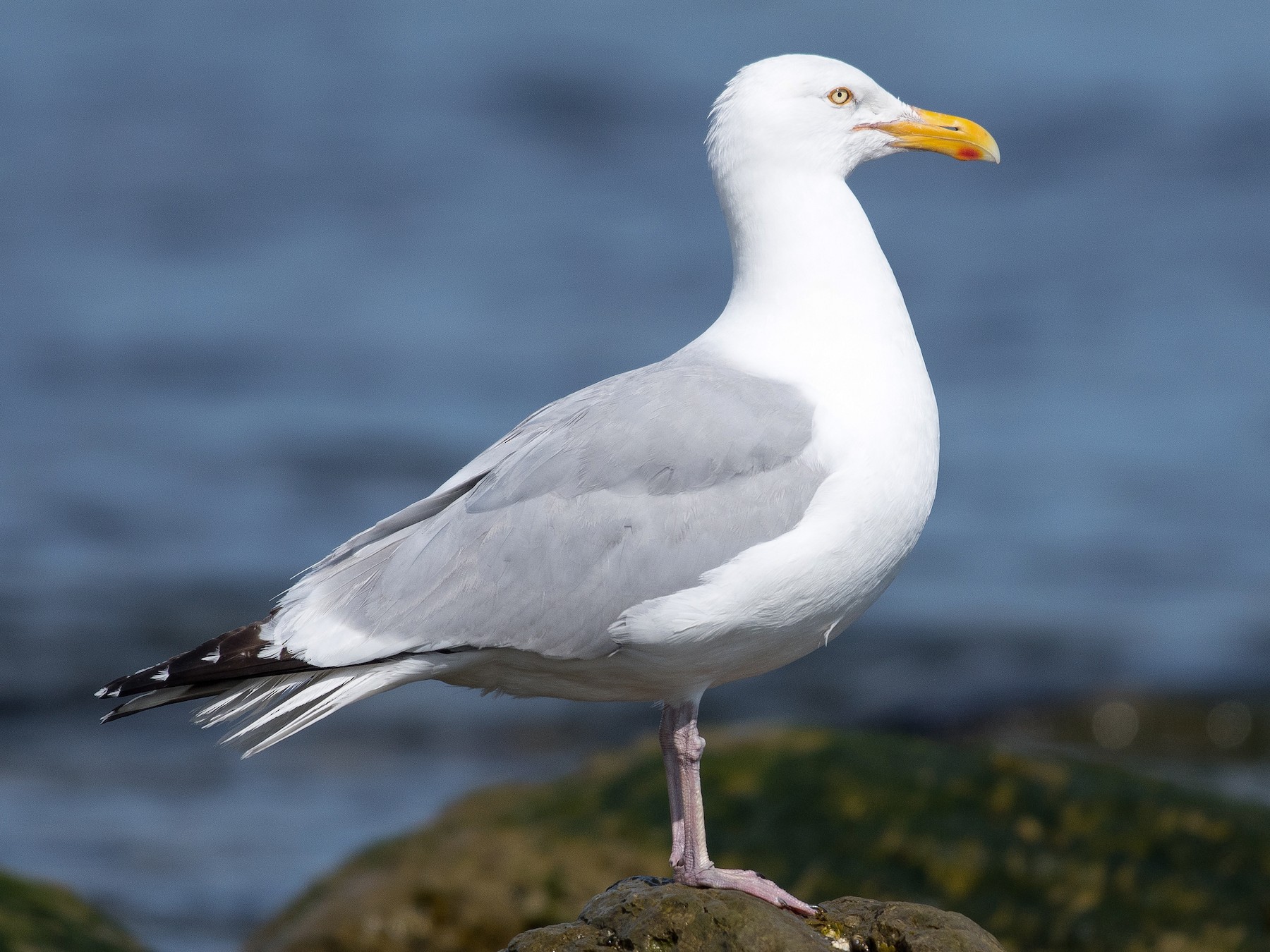 Herring Gull - eBird
