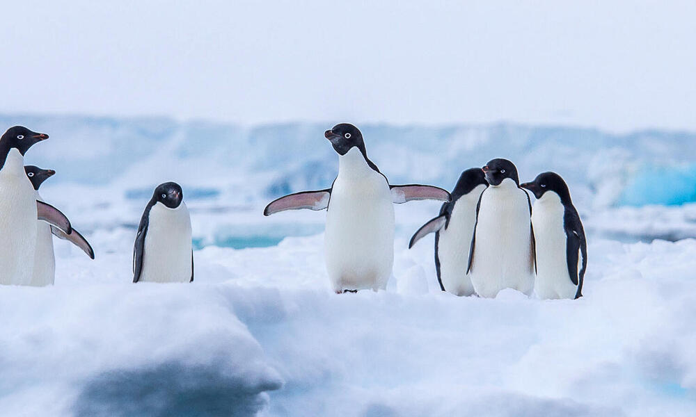 Pingouin | Espèce | WWF