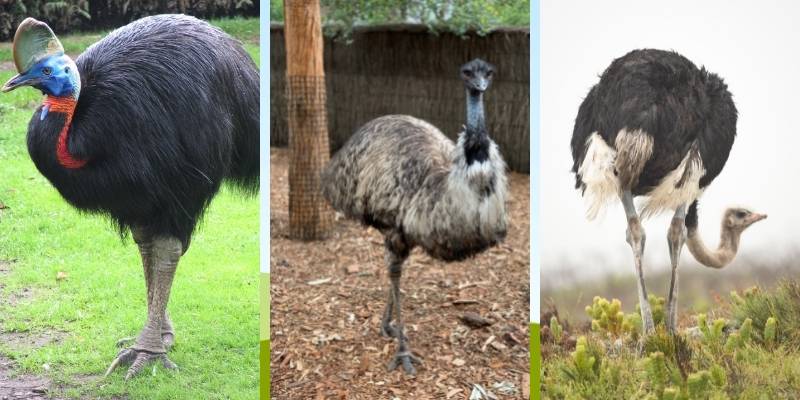 Birds that Look Like Ostrich