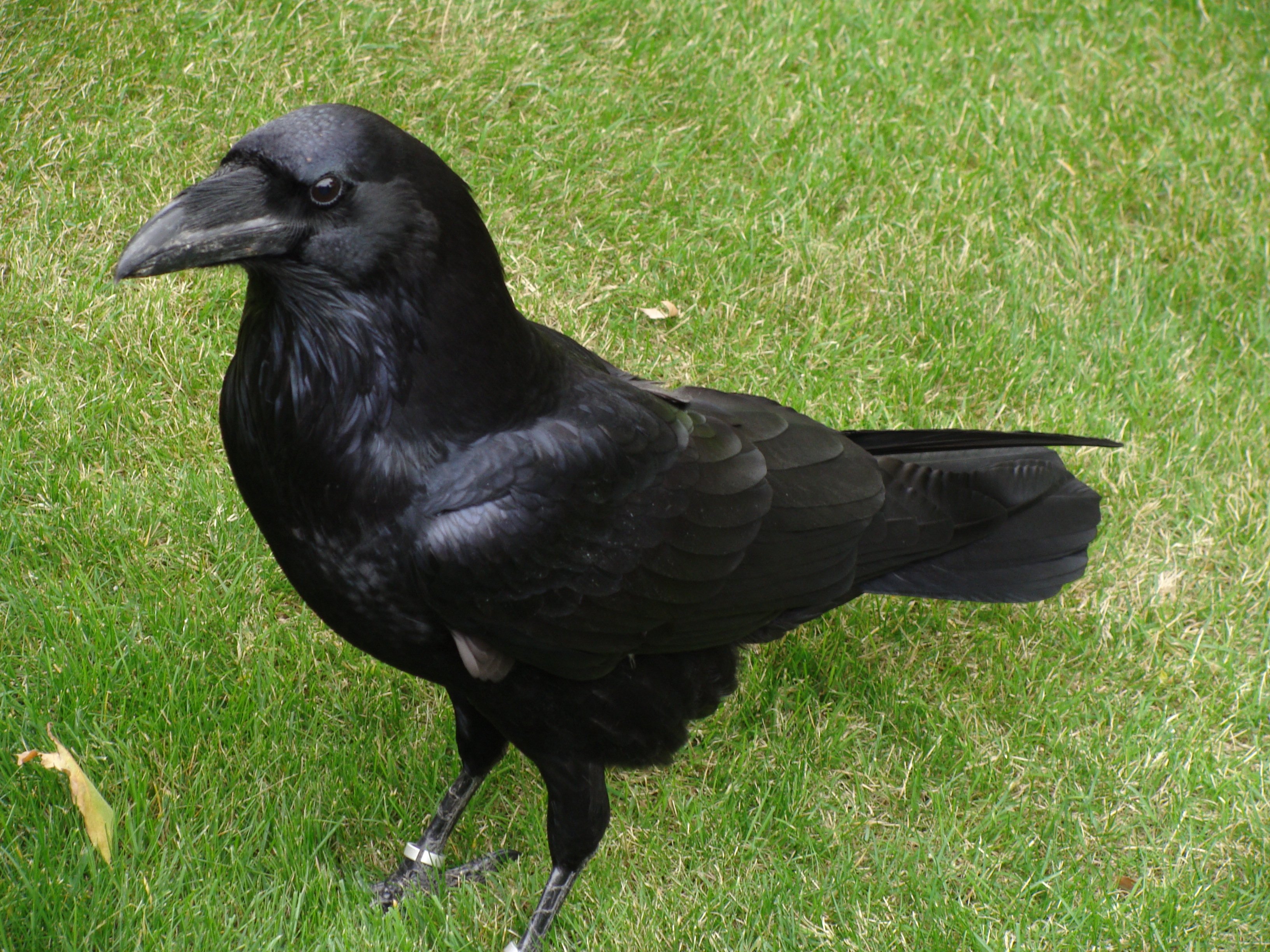 Corbeau commun - Wikipédia