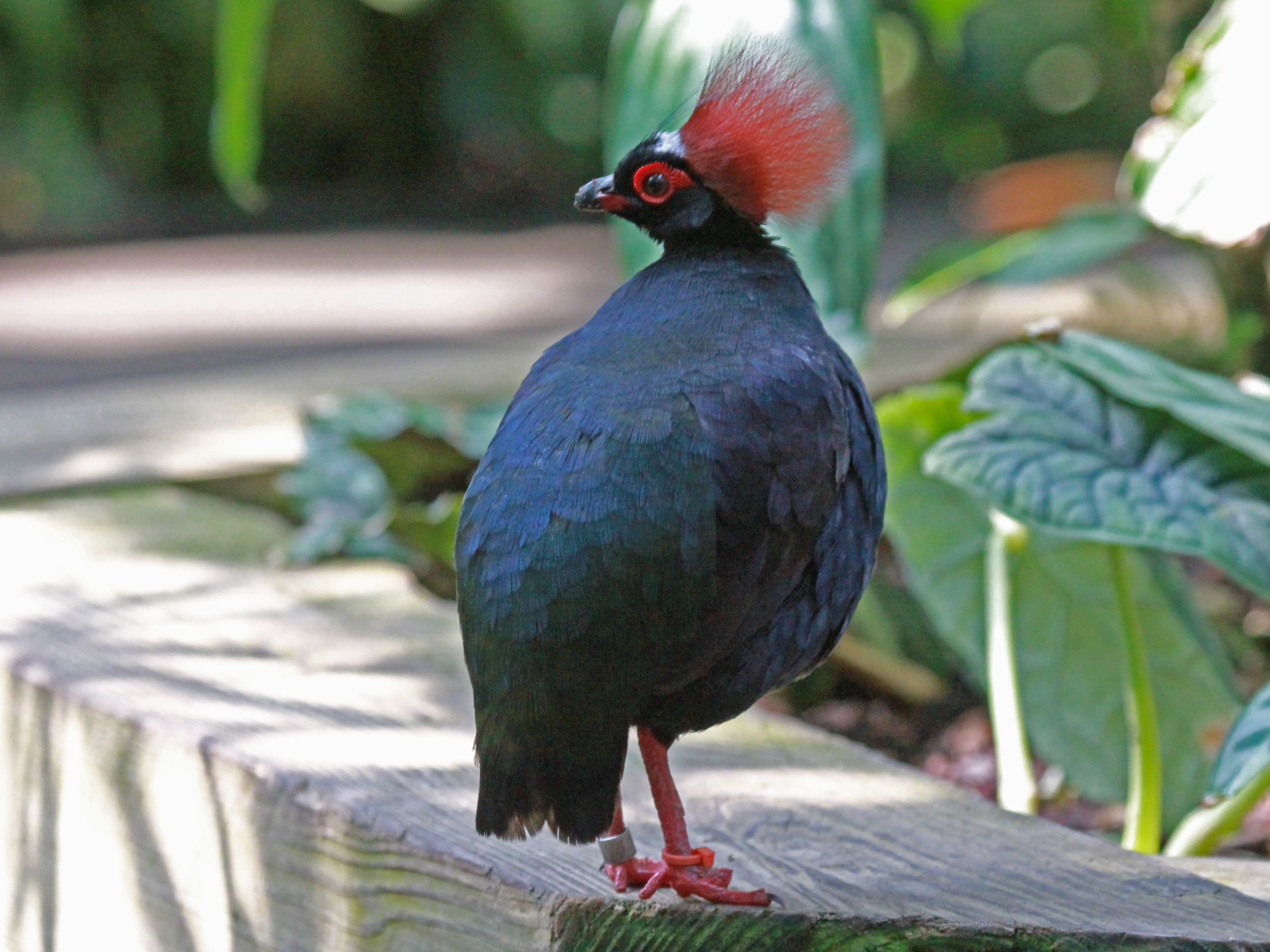 File:Crested Partridge RWD.jpg - Wikimedia Commons