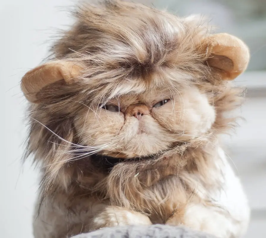 ginger flat faced cat wearing a lion head costume a great example of one of the flat faced cat breeds