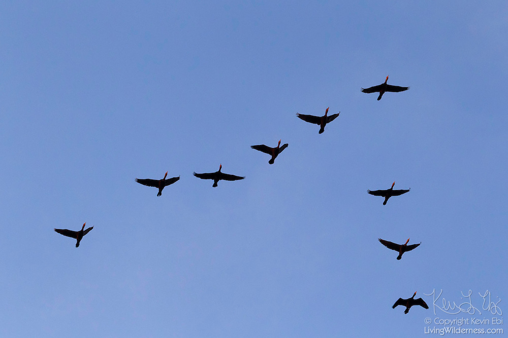 Cormorans à aigrettes volant en formation