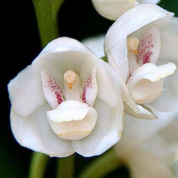 Colombe Orchidée