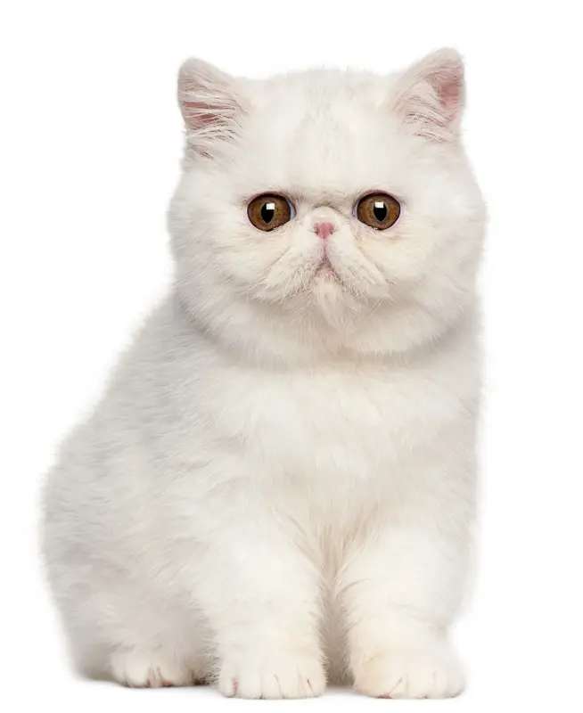 Exotic Shorthair kitten, 4 months old, sitting in front of white background