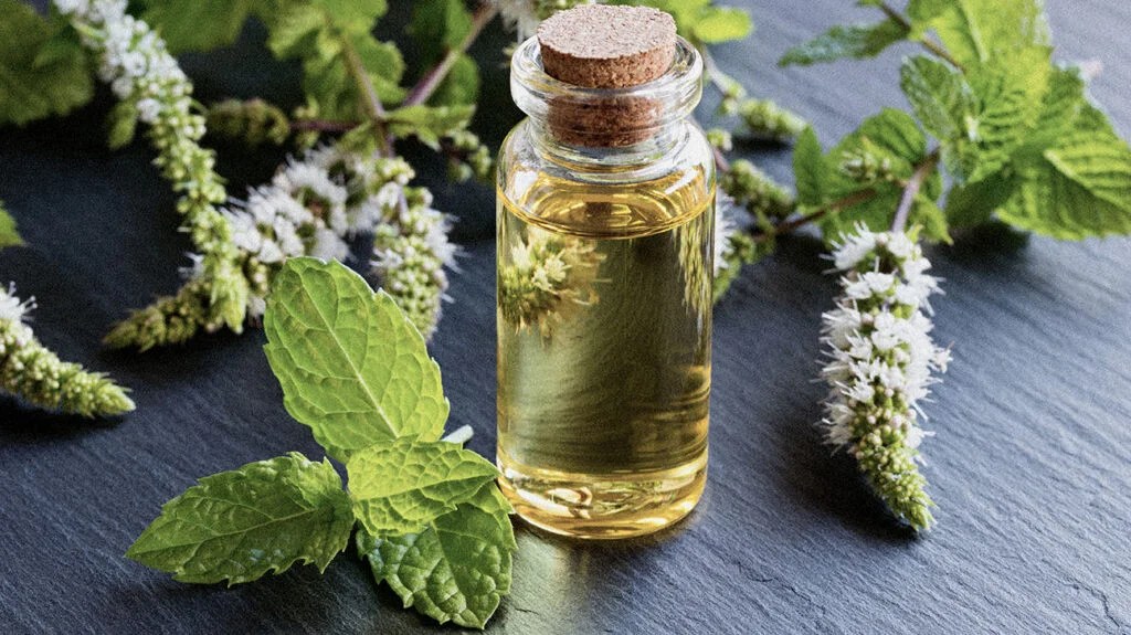 Peppermint oil benefits: Properties and uses