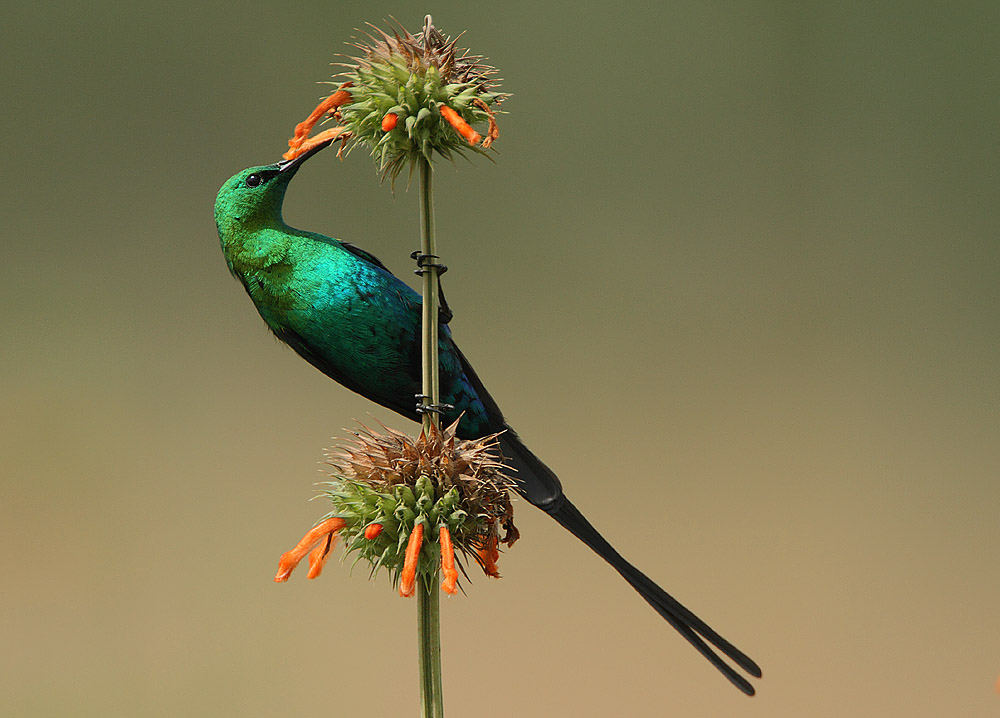 Malachite sunbird - Wikipedia