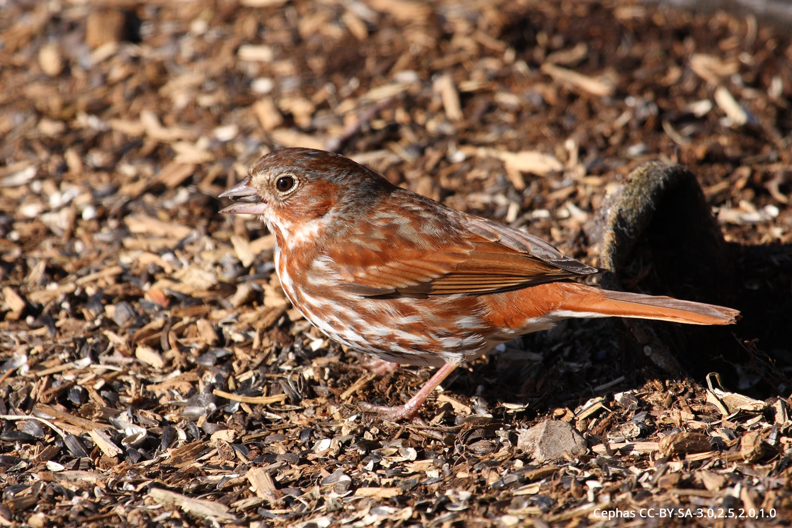 Fox Sparrow — Menunkatuck Audubon Society