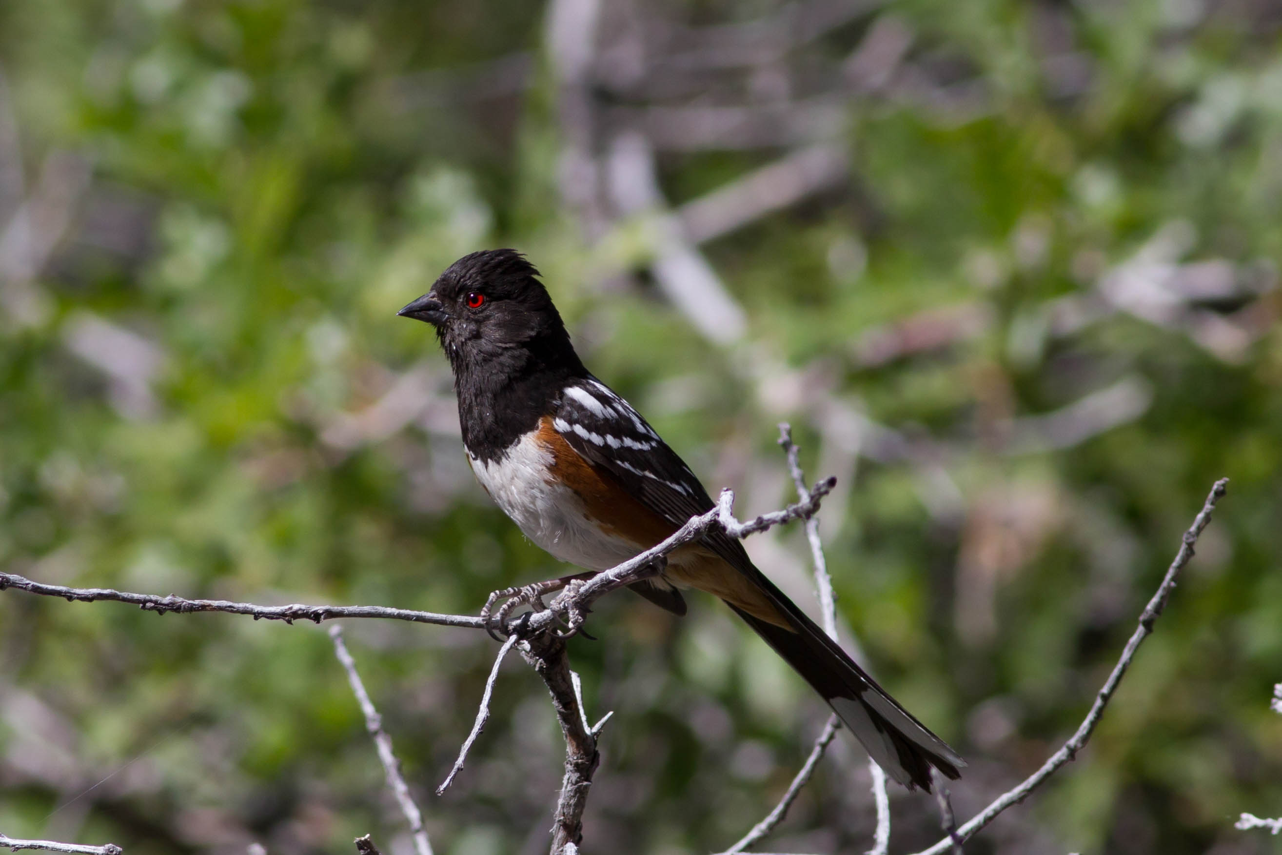 Spotted towhee - Wikipedia