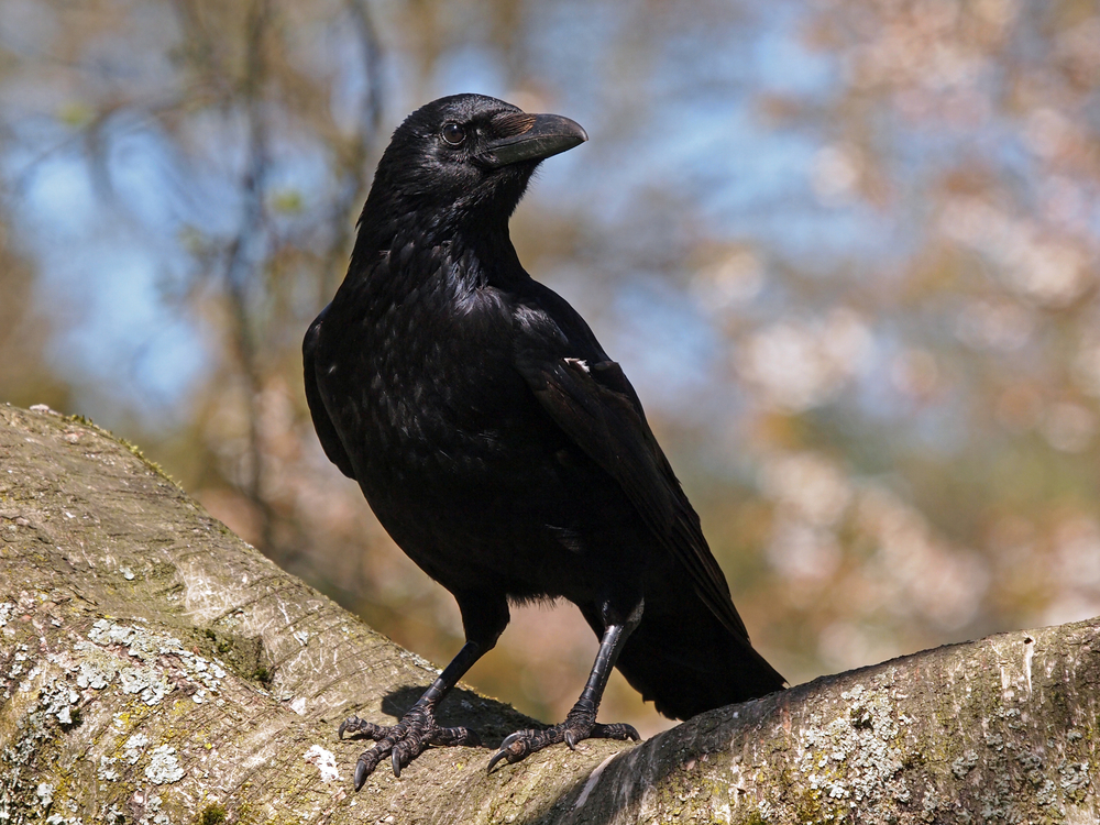 Faits sur les corbeaux | Live Science