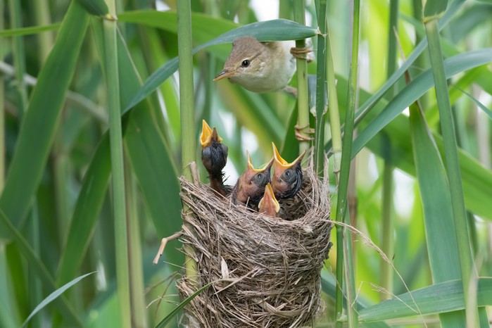 Paruline des roseaux à son nid, avec des poussins mendiant de la nourriture.